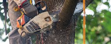 Best Tree Preservation Services  in Wharton, TX